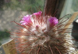 Mammillaria bombycina Galin FG