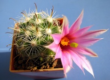 Mammillaria boolii