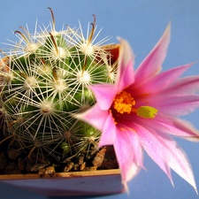 Mammillaria boolii