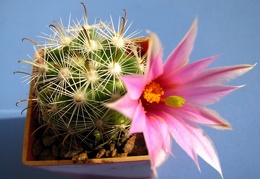 Mammillaria boolii