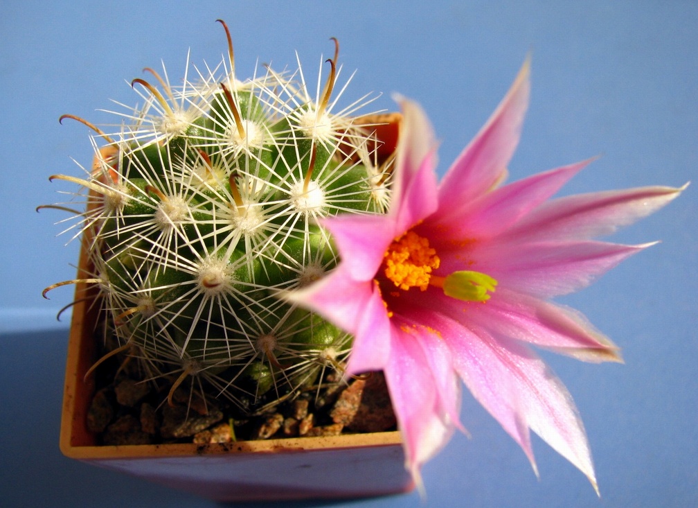Mammillaria boolii