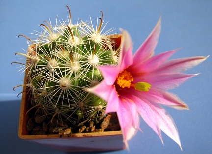Mammillaria boolii