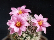 Mammillaria boolii