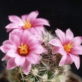 Mammillaria boolii