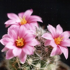 Mammillaria boolii