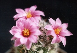 Mammillaria boolii