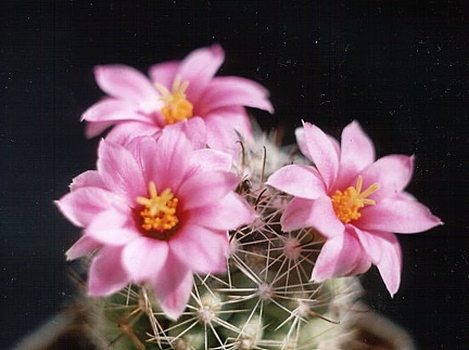 Mammillaria boolii