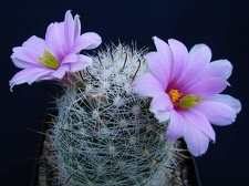 Mammillaria boolii Pechersky