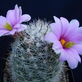 Mammillaria boolii Pechersky