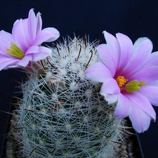 Mammillaria boolii Pechersky
