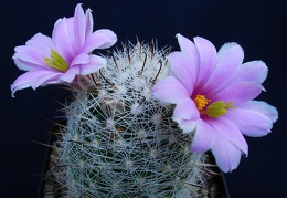 Mammillaria boolii Pechersky