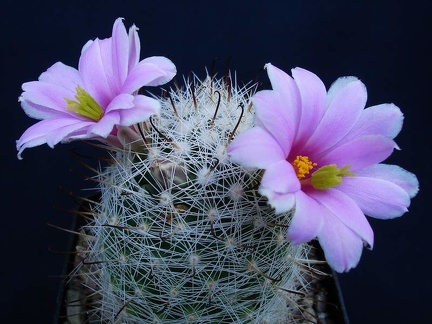 Mammillaria boolii Pechersky