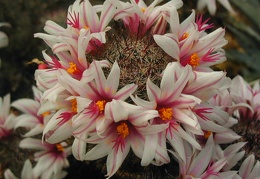 Mammillaria capensis