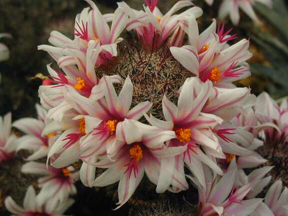 Mammillaria capensis