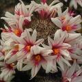 Mammillaria capensis