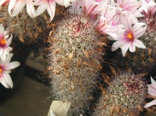 Mammillaria capensis pl