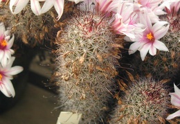 Mammillaria capensis pl
