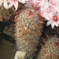 Mammillaria capensis pl