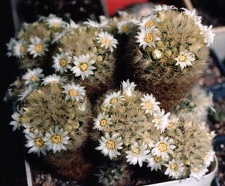Mammillaria carmenae