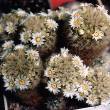 Mammillaria carmenae