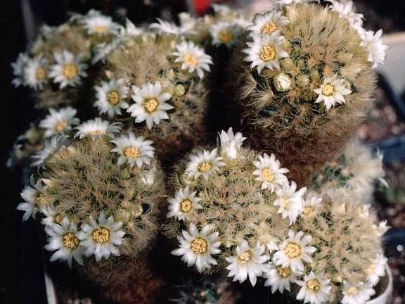 Mammillaria carmenae