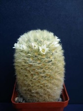 Mammillaria carmenae Pechersky