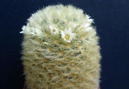 Mammillaria carmenae Pechersky