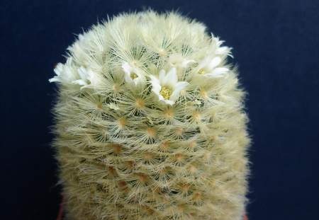 Mammillaria carmenae Pechersky