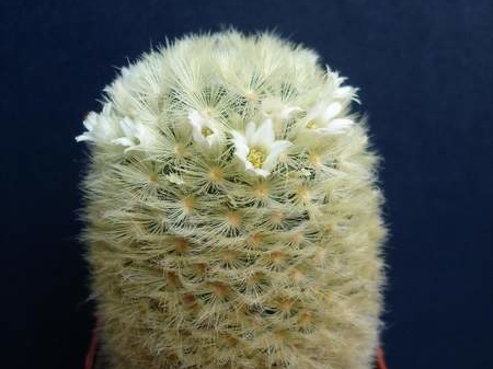Mammillaria carmenae Pechersky