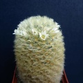 Mammillaria carmenae Pechersky
