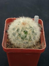 Mammillaria carmenae f rubrispina