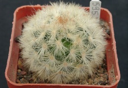 Mammillaria carmenae f rubrispina