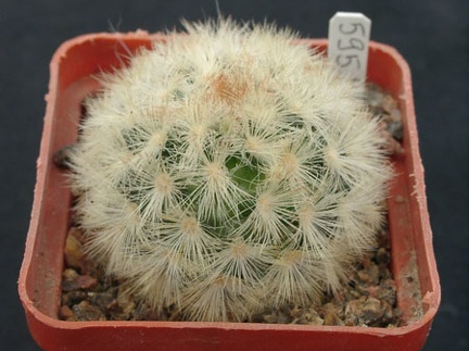 Mammillaria carmenae f rubrispina