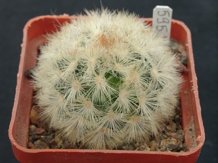 Mammillaria carmenae f rubrispina