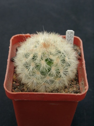 Mammillaria carmenae f rubrispina