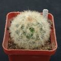 Mammillaria carmenae f rubrispina