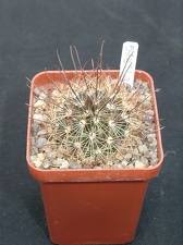 Mammillaria carretii