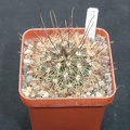 Mammillaria carretii