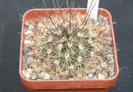Mammillaria carretii