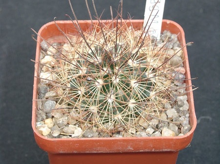 Mammillaria carretii