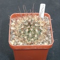 Mammillaria carretii
