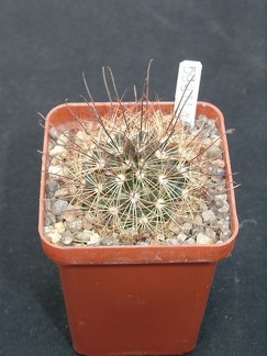 Mammillaria carretii