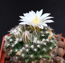 Mammillaria coahuilensis SB699