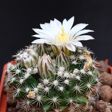 Mammillaria coahuilensis SB699