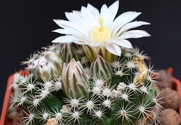 Mammillaria coahuilensis SB699