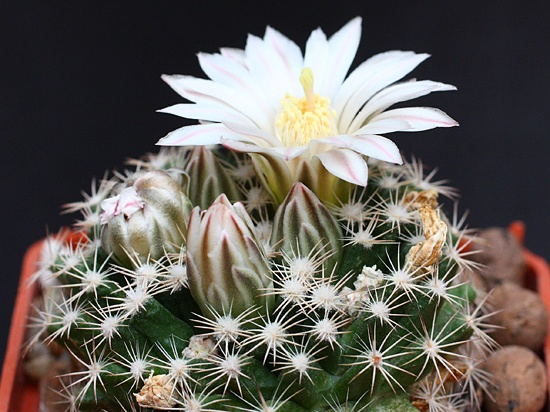 Mammillaria coahuilensis SB699
