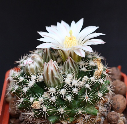 Mammillaria coahuilensis SB699