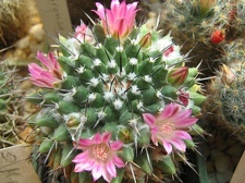 Mammillaria coronaria Galin FG
