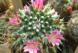Mammillaria coronaria Galin FG