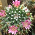 Mammillaria coronaria Galin FG